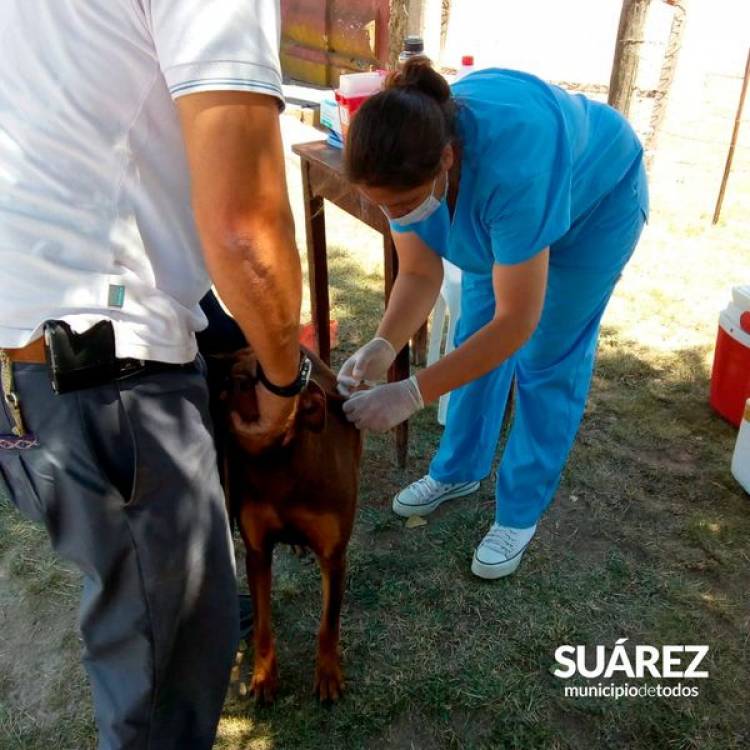 Se aplicaron 151 dosis gratuitas de vacunas contra la rabia durante la última semana