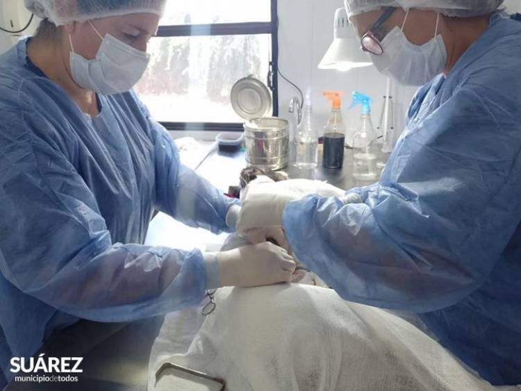 Se realizaron 55 castraciones durante la semana