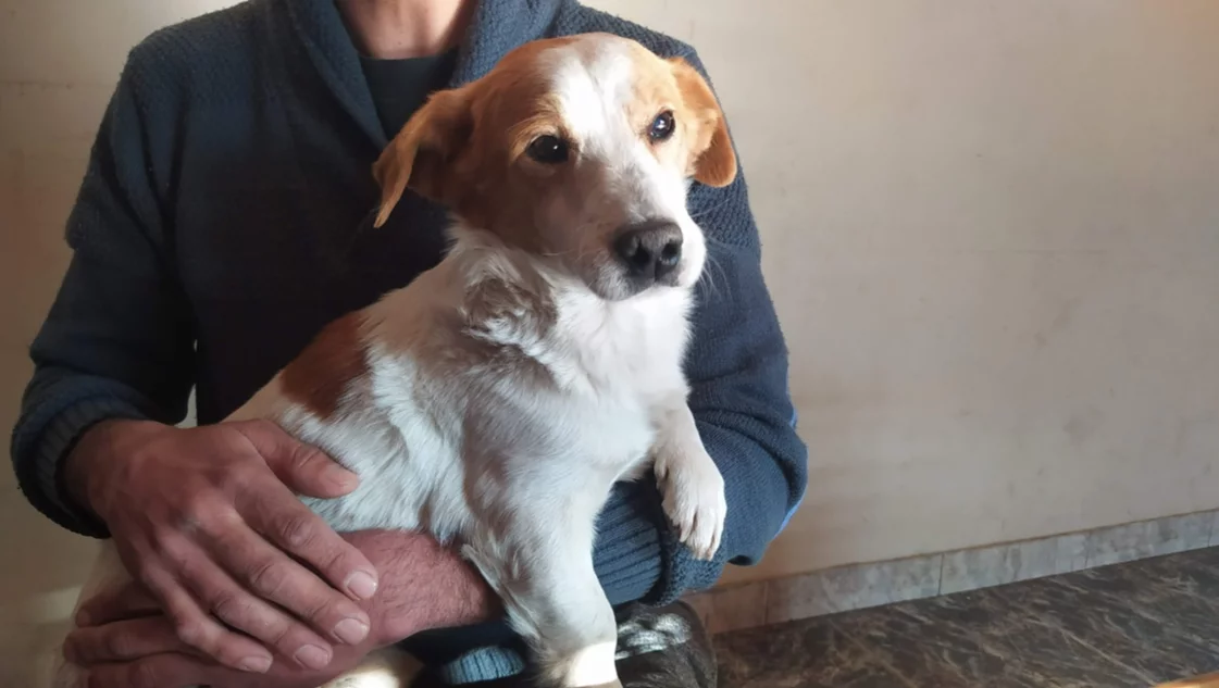Pancho, El Perrito Malvado, es de Coronel Suárez y superó los 1,2 millones de seguidores