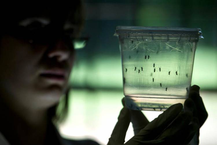 Dengue: Brote. La advertencia del Ministerio de Salud