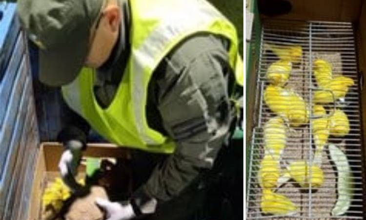 Tres Arroyos: detectan alarmante caso de transporte ilegal de fauna silvestre