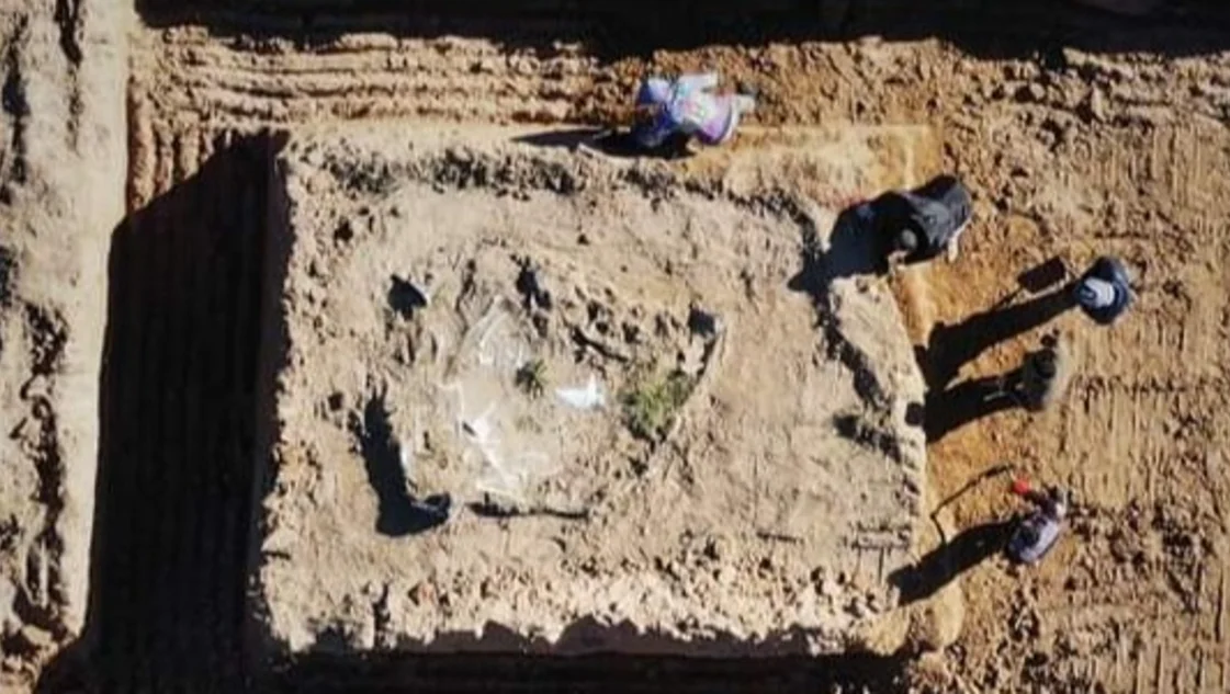 Continúa la extracción de un fósil milenario en Coronel Pringles