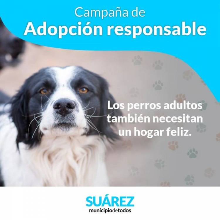 Sumáte a la Campaña de Adopción Responsable de mascotas
