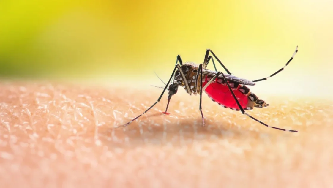 Dengue: legisladores argentinos reclamaron vacunación gratuita para las zonas afectadas del Mercosur