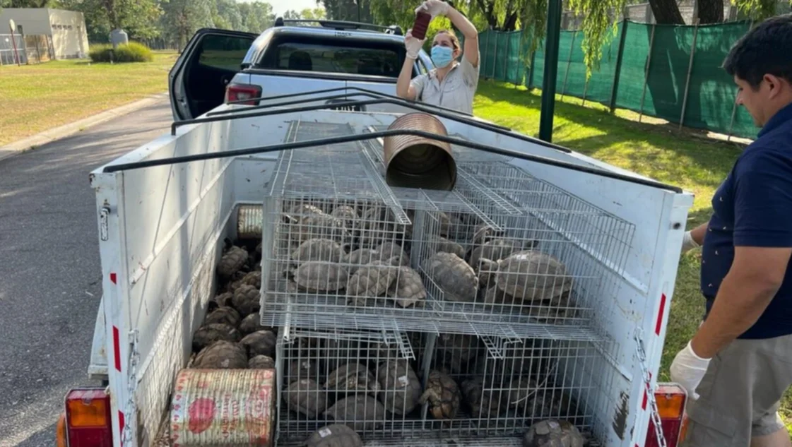 Trasladaron casi 200 tortugas secuestradas en Tres Arroyos