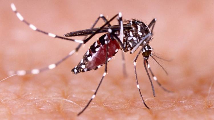 Bajan los casos de dengue en Argentina: 365 muetros y más de 520 mil contagios