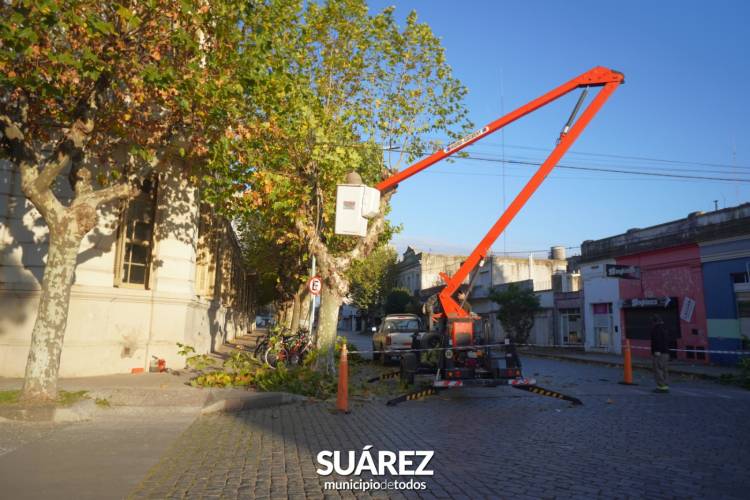 Poda correctiva y aireada en el centro de la ciudad