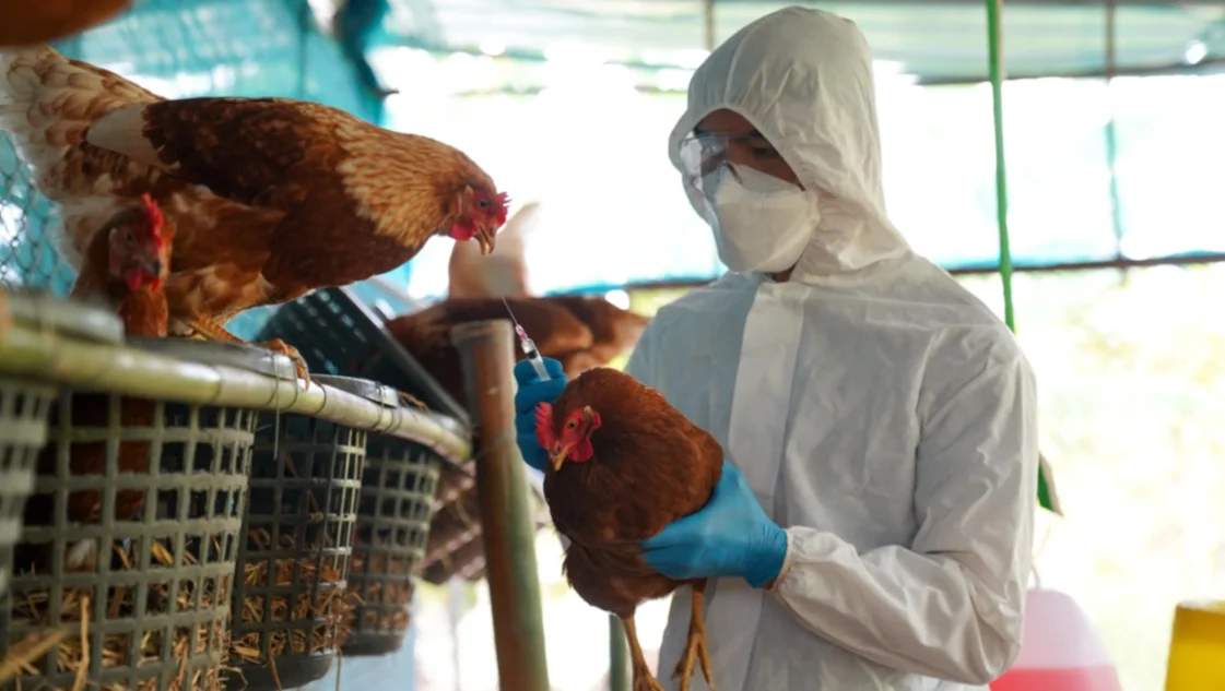 Argentina suspende parte de las exportaciones de productos aviares tras detectar un caso de gripe aviar