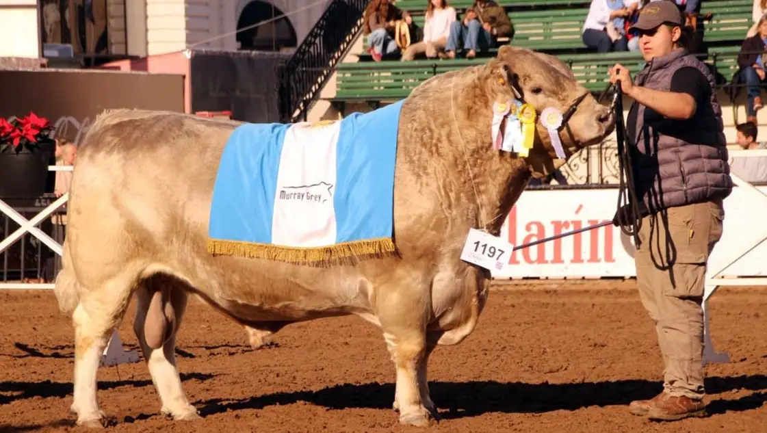 Un toro Murray Grey criado en el Sudoeste Bonaerense fue elegido como Campeón del Mundo