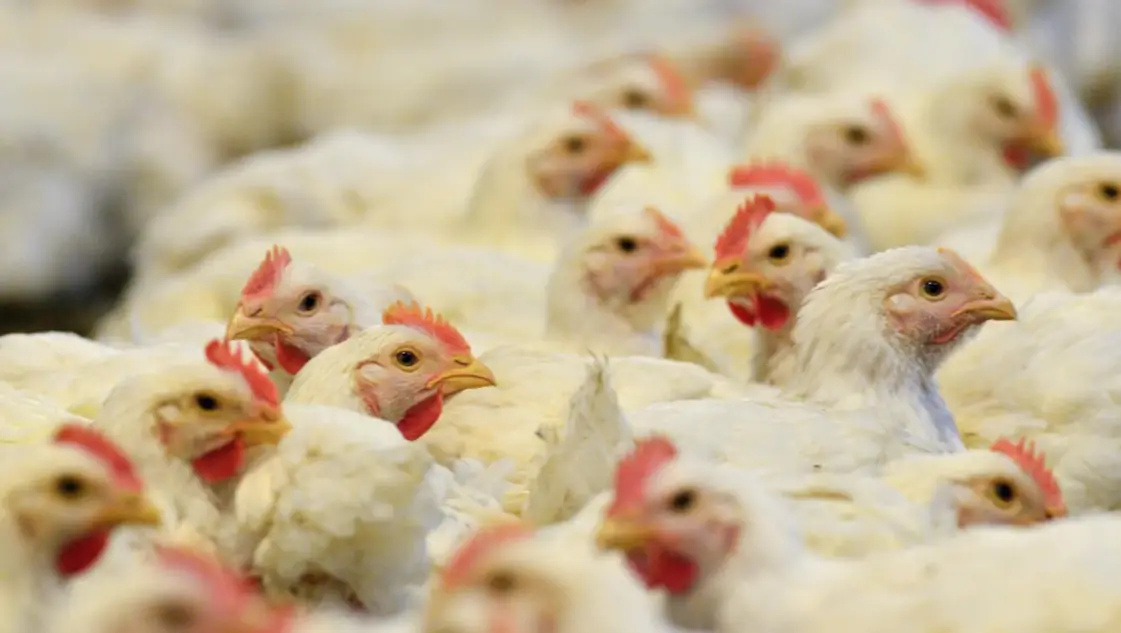 Refuerzan la vigilancia epidemiológica ante nuevos casos de gripe aviar