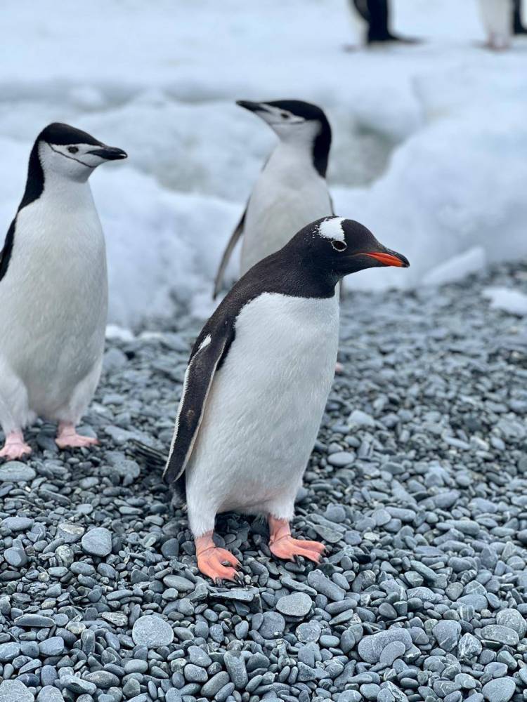 Rodrigo Lopez del SMN diálogo desde la Antártida con FM Suarense