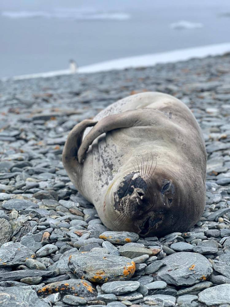 Rodrigo Lopez del SMN diálogo desde la Antártida con FM Suarense