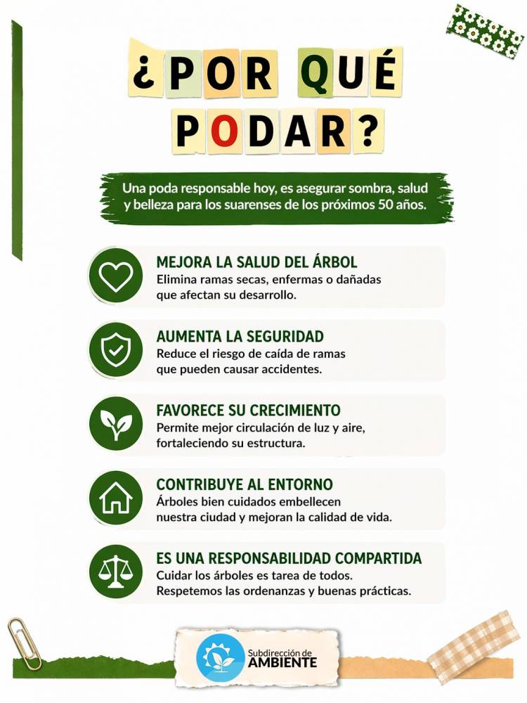 Poda responsable: cuidar hoy para tener árboles sanos mañana