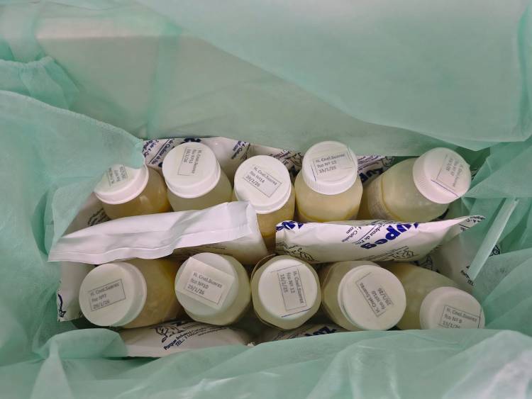 Coronel Suárez concretó el primer envío de leche humana pasteurizada al Hospital Penna