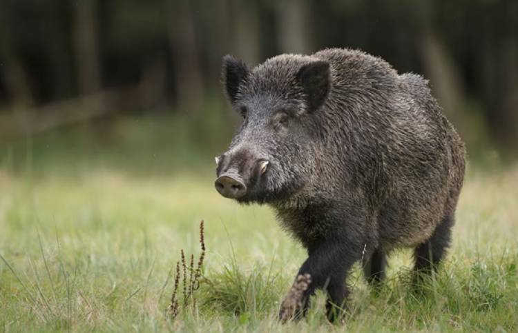 El impacto real de la "invasión" de jabalíes
